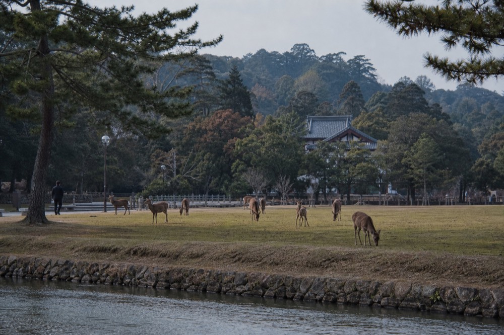Deer standing on a wide grassy park field with trees in the background
