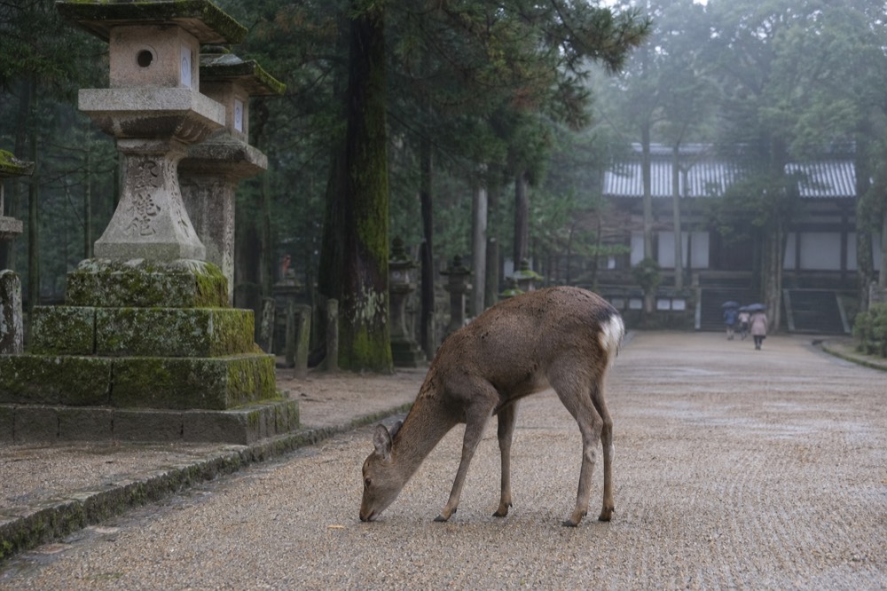 A deer bowing its head on a gravel path in front of a stone lantern