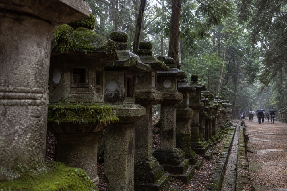 Rows of mossy stone lanterns along a path at a shrine