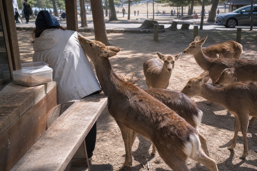 Deer gathering near a wooden stall in a park