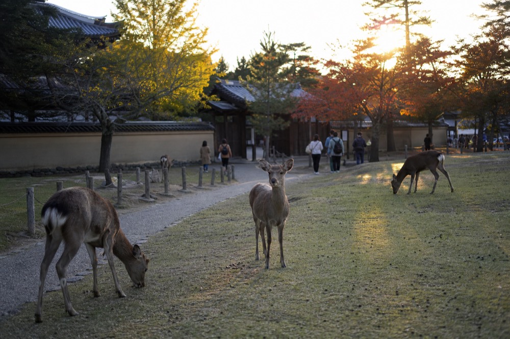 Deer grazing on open grass beside a path in Nara Park with trees in the background