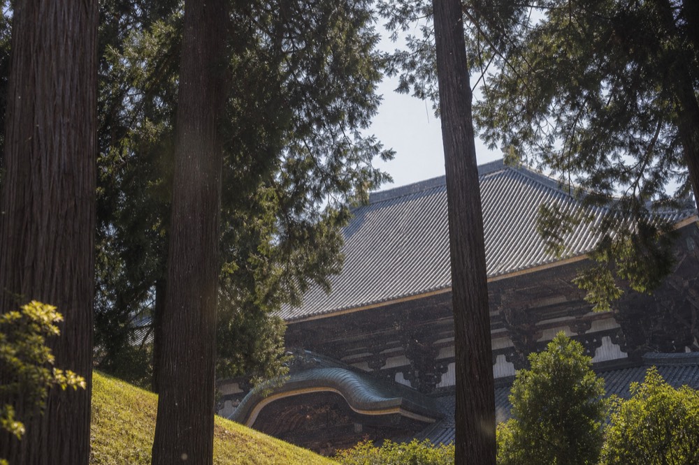 A wooden temple hall with a large tiled roof seen through tall cedar trees