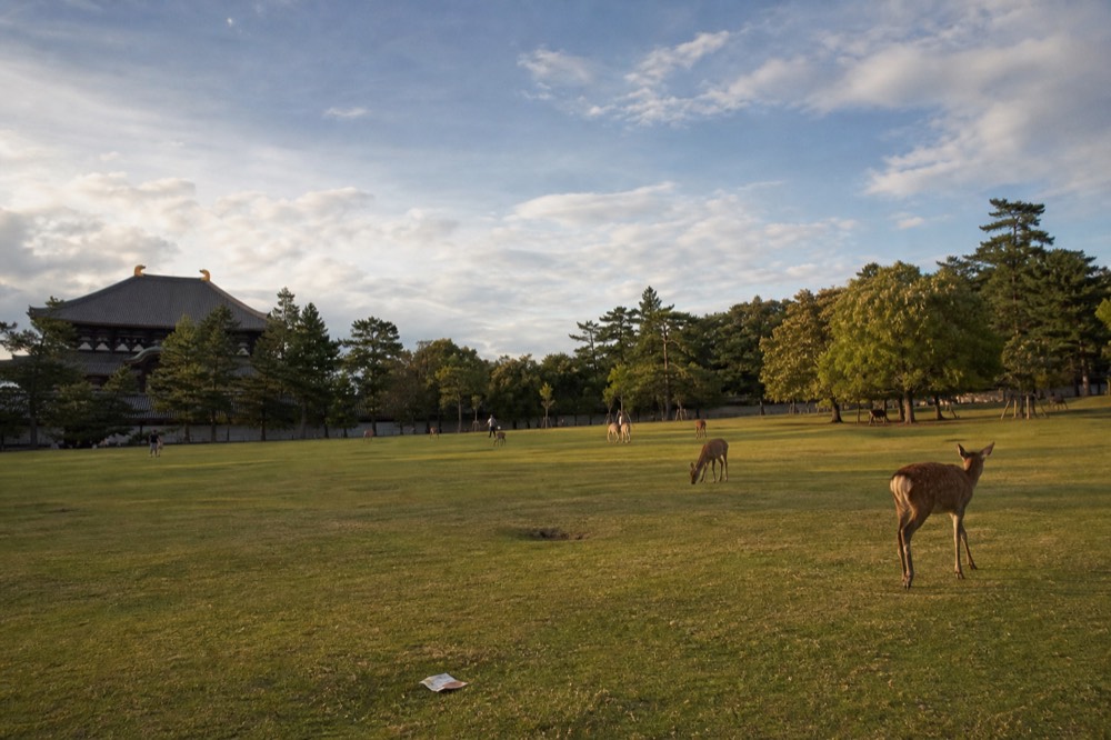 A wide park lawn dotted with deer and bordered by trees under an open sky