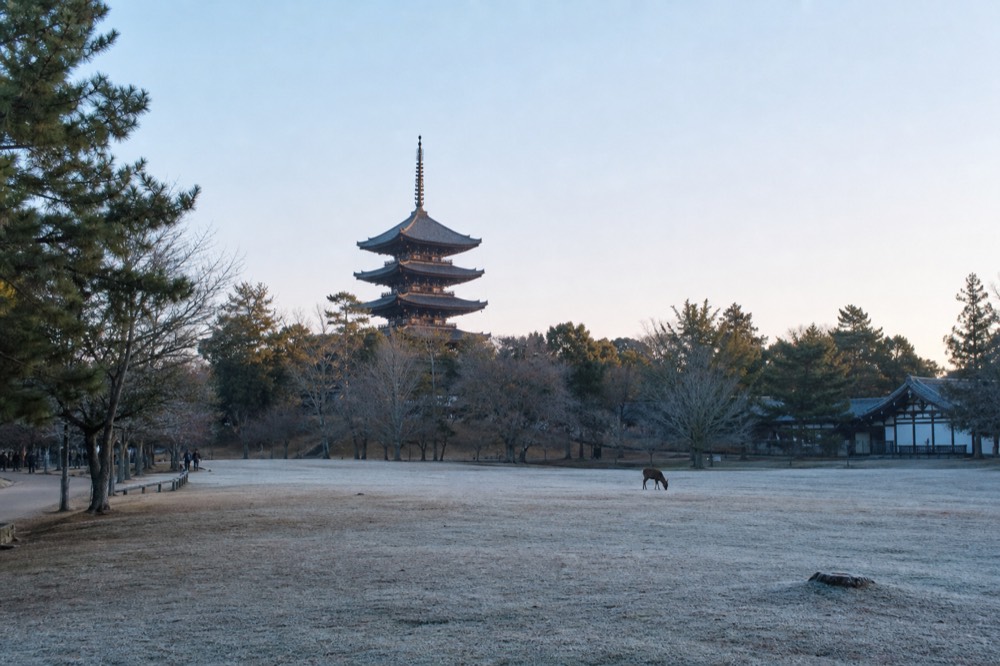 A five-storied pagoda rising above treetops at the edge of a park