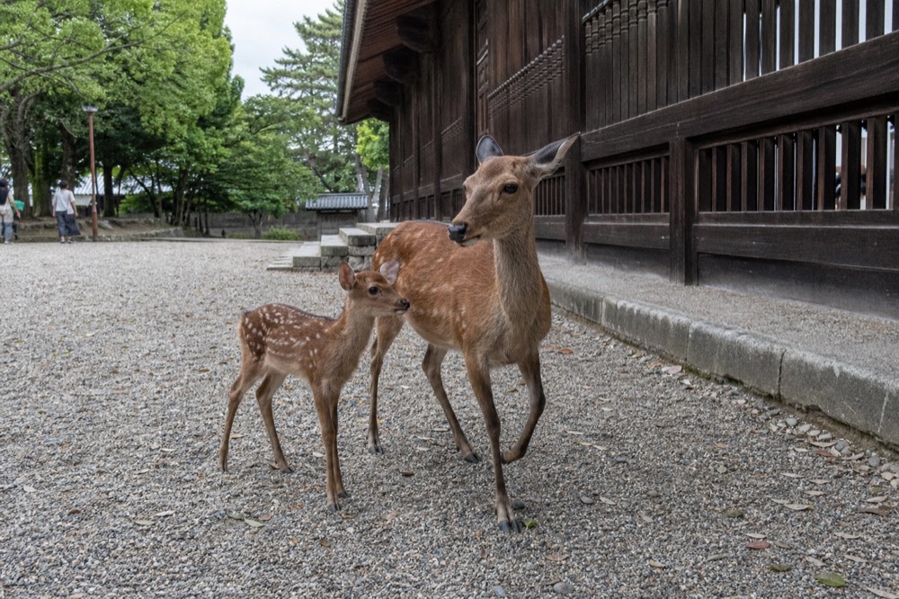 Deer standing on gravel near a traditional wooden building at the park edge