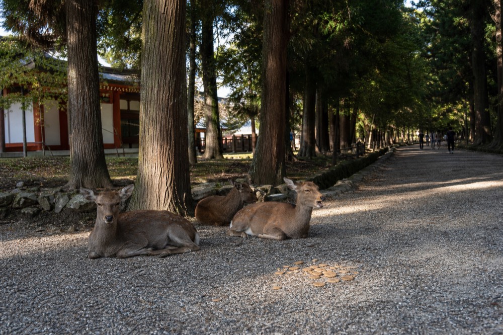 A park path in Nara with deer resting beside tall trees