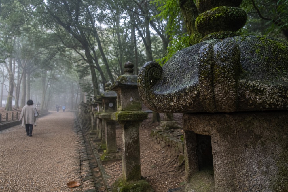 Rows of mossy stone lanterns along a shaded shrine path