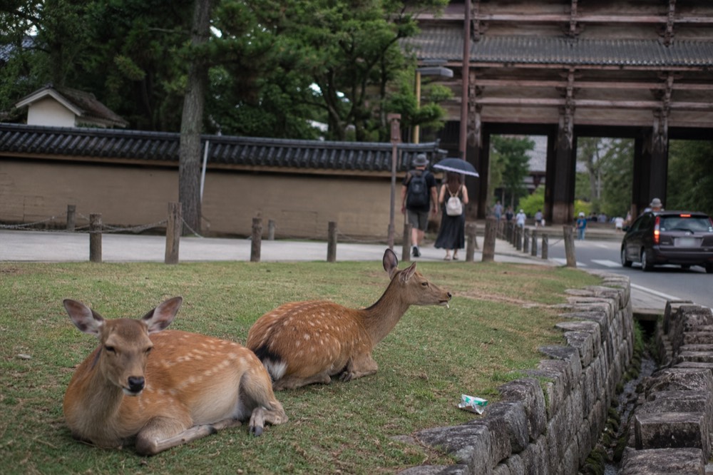 Deer resting on the grass near the stone wall entrance to Todai-ji temple grounds