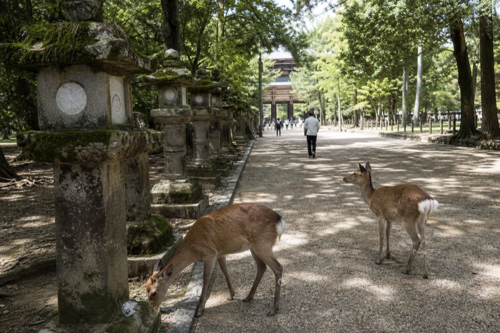 Deer standing beside the stone lanterns on the approach to the temple grounds