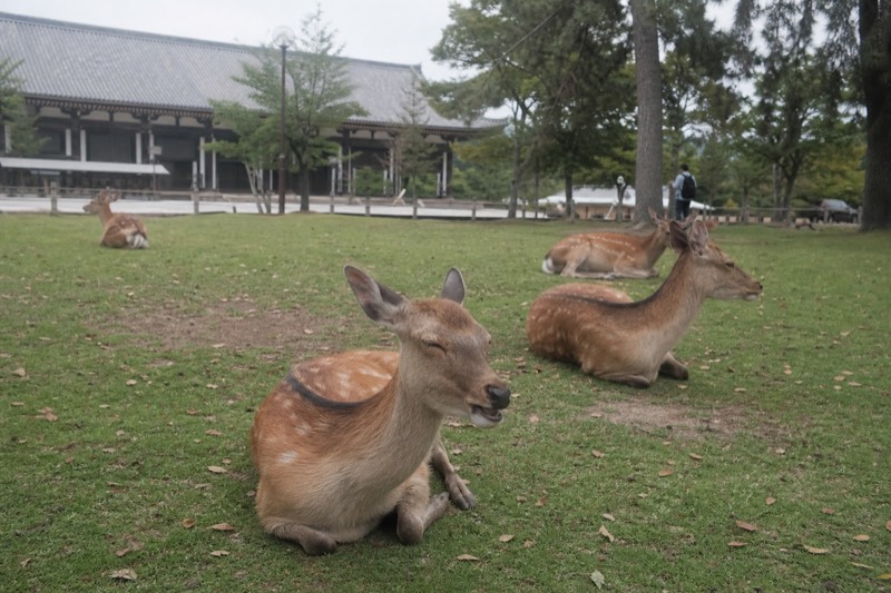 Nara Park