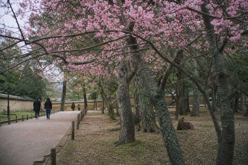 Blossoming cherry branches framing a walkway through Nara Park in spring